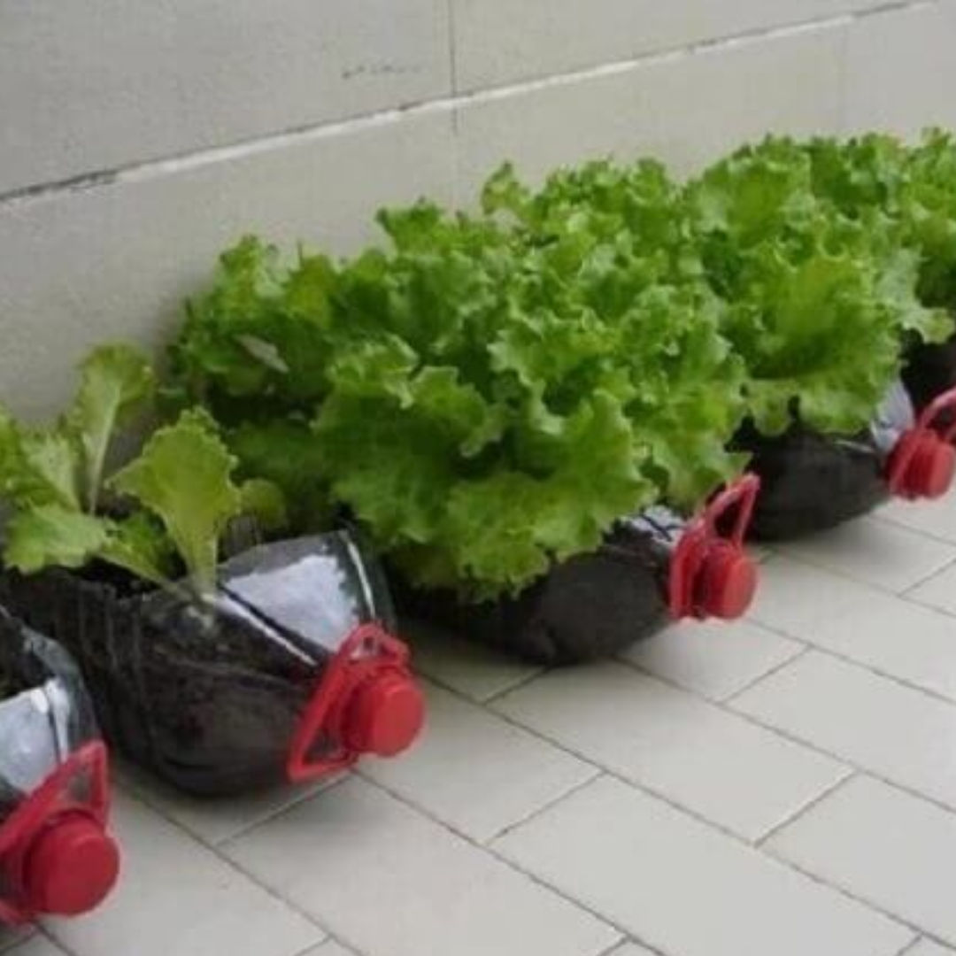 Plantacao de Alface em vaso cultivada em casa