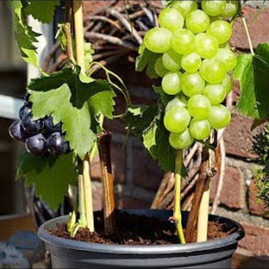 Plantacao de Uva em vaso cultivada em casa